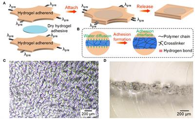 Fatigue Damage–Resistant Physical Hydrogel Adhesion